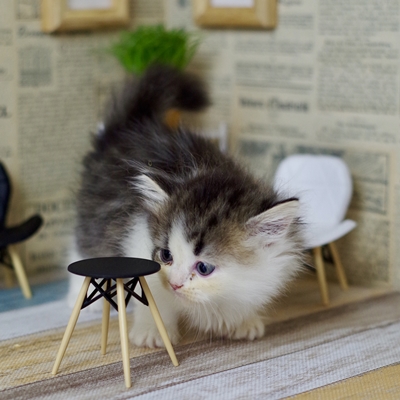 IMG_1537.JPEG - 115,059BYTES