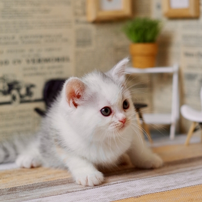 IMG_1569.JPEG - 105,052BYTES