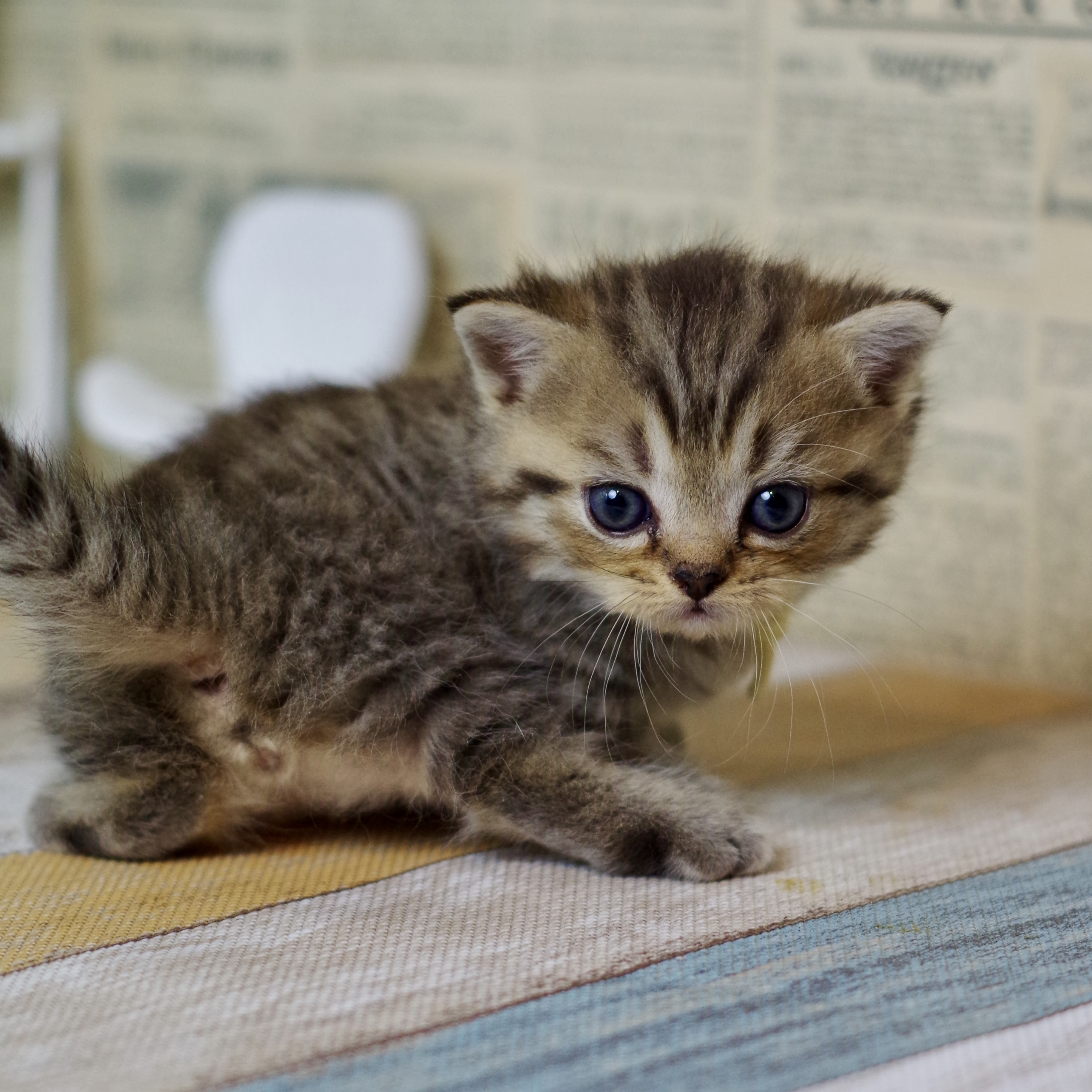 IMG_1634.JPEG - 1,706,467BYTES