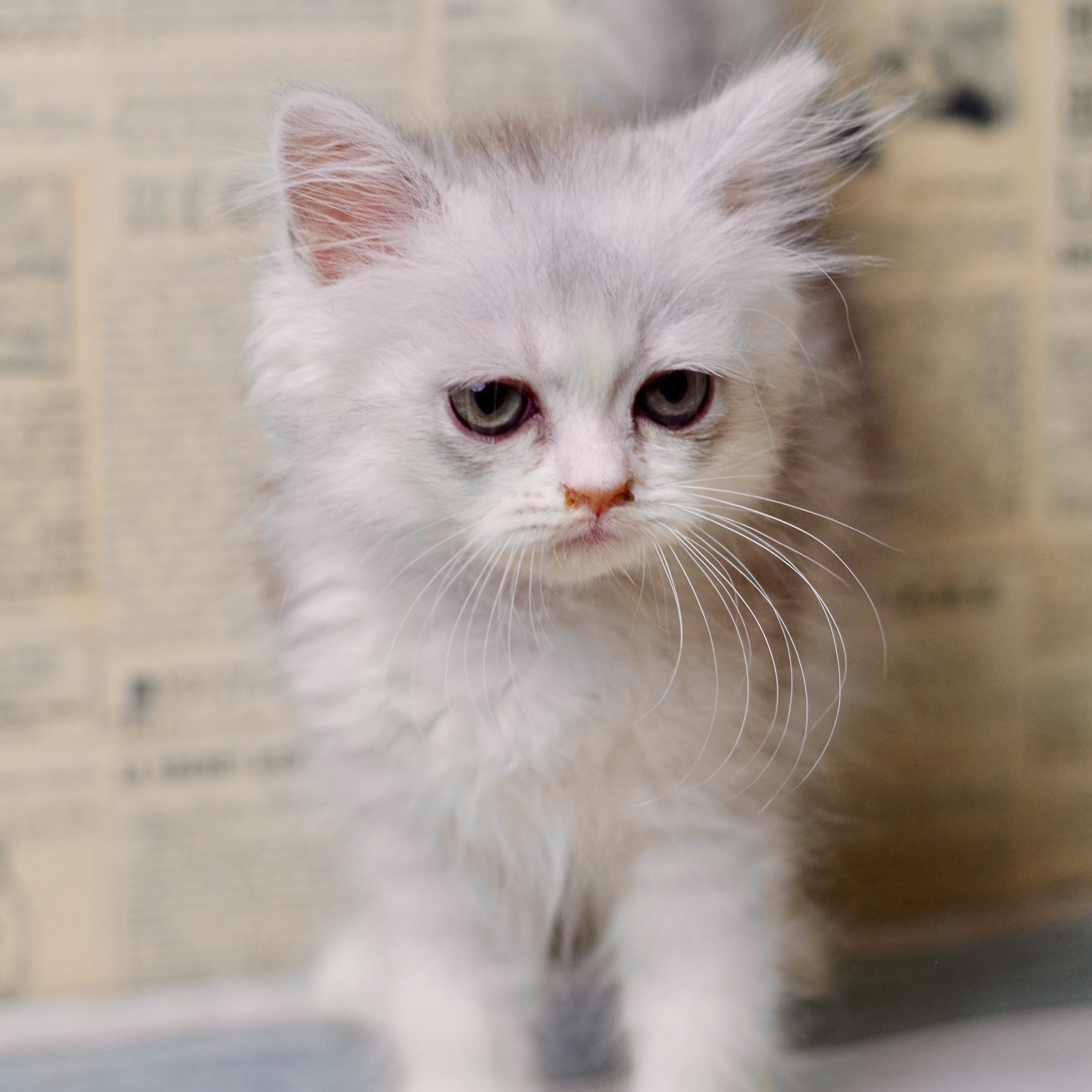 IMG_1672.JPEG - 1,025,958BYTES